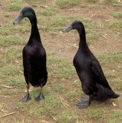 Daffy and Doofy our Indian Runner Ducks